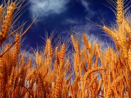 Пшеница семенных сортов