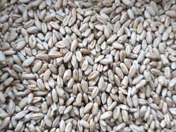 Пшеница внеклассная