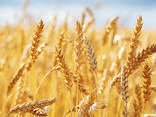 Пшеница. Ячмень. Овес. Горох. Лен. Подсолнечник - фото 1