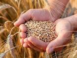 Пшеница, ячмень, подсолнечник - фото 1