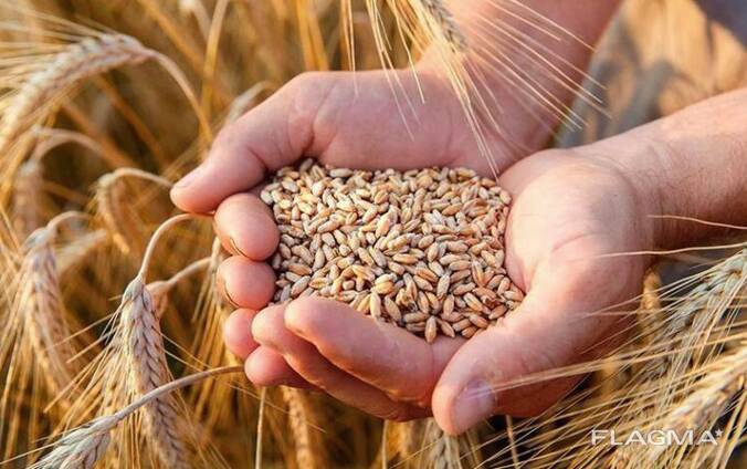 Пшеница, ячмень, подсолнечник