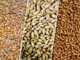 Пшеница, Ячмень, Соя