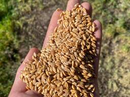 ПШЕНИЦА.3 4.5. класс