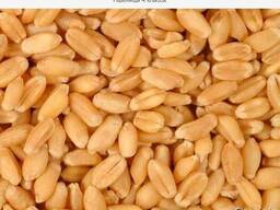 Пшеницу мягкую 3класса