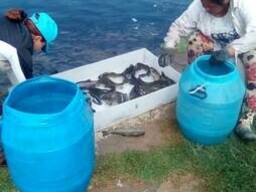 Радужную форель