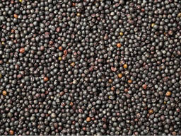 Rapeseed harvest 2025