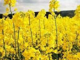 Рапс, лен, горох, чечевица,семечка