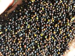 Рапс (rapeseeds)