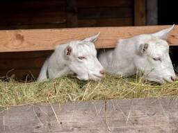 Реализация коз молочного направления.