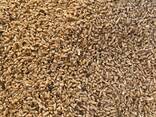 Реализация пшеница, ячмень, лен, сафлор, зерноотходы, отруби ( кебек) пшеничные, фасовка - фото 1