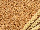 Реализуем ячмень, лен, подсолнух, сафлор, пшеницу на Китай - фото 2