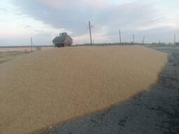 Реализуем рожь