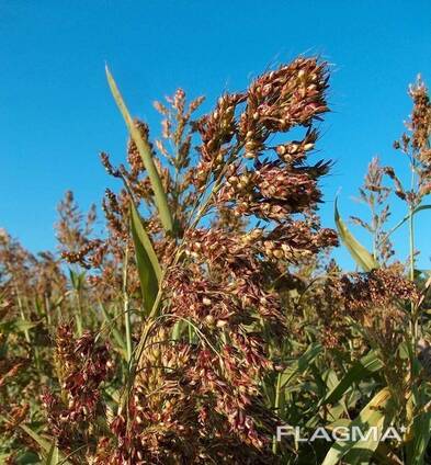 Реализуем семена.
