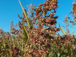 Реализуем семена.