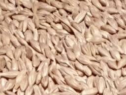 Реализуем ячмень на рынки Ирана, Узбекистана, Китая