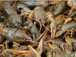 Речные раки