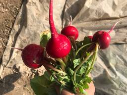 Редиска