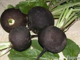 Редька Чернавка