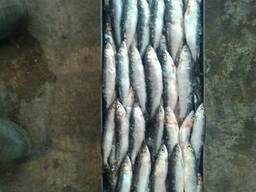 Рипус (ряпушка) свежемороженый