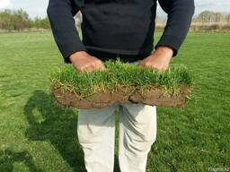 Рулонный газон (дёрн)