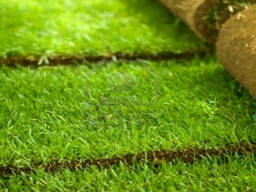 Рулонный газон! Укладка! Доставка! Гарантия качества!