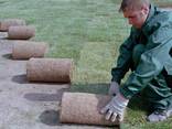 Рулонный газон в Алматы - photo 2