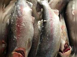 Рыба и морепродукты оптом и в розницу