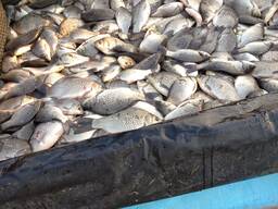 Рыба и рыбные отходы.