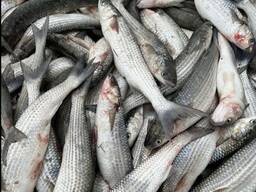 Рыба с местного улова — натуральная, без химии, Актау
