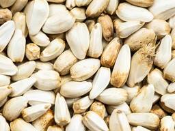 SAFLOOR, жұмсақ және қатты бидай