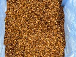 Сафлор