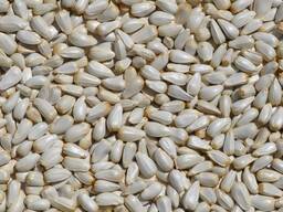 Сафлор: Ершовский 4, Петрович