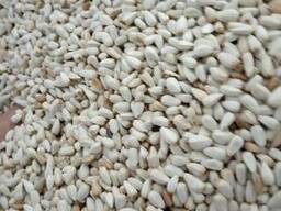 Сафлор, кукуруза кормовая