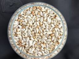 Сафлор с доставкой в Таджикистан, Узбекистан, Кыргыстан