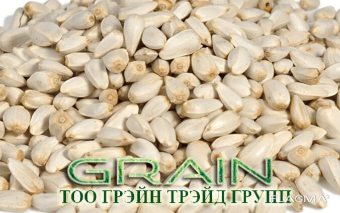 Сафлор семечка