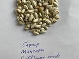 Сафлор, семена сафлора, максары, safflower seed, 2024 - фото 1