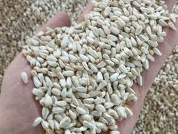 Сафлор Уральск