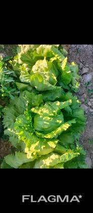 Салат айсберг