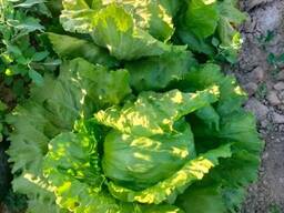 Салат айсберг