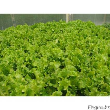 Салат Орфей