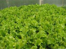 Салат Орфей