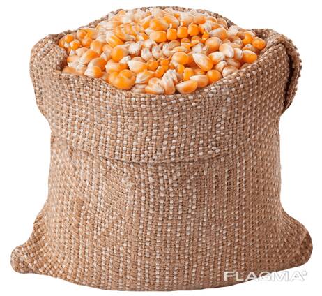 Сары және ақ жүгері жүгері