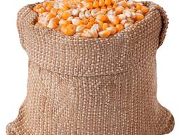 Сары және ақ жүгері жүгері