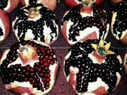 Саженцы плодовых культур