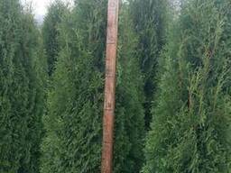 Саженцы. Вазоны уличные