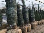 Саженцы. Вазоны уличные - фото 2