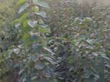 Саженцы - фото 2