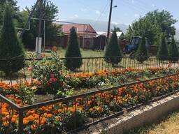 Саженцы декоративных и плодовых деревьев