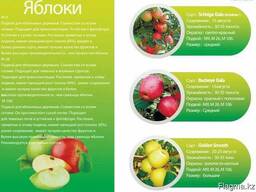 Яблоки для интенсивного сада (саженцы)