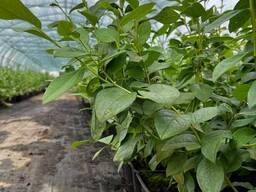 Саженцы голубики